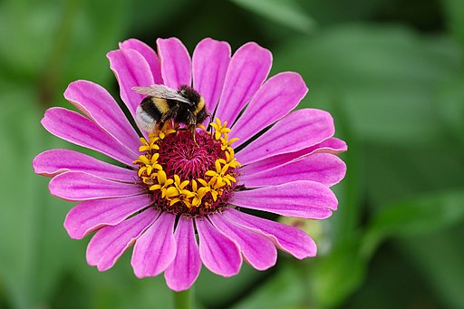 zinnia_elegans_with_bombus_01.jpg
